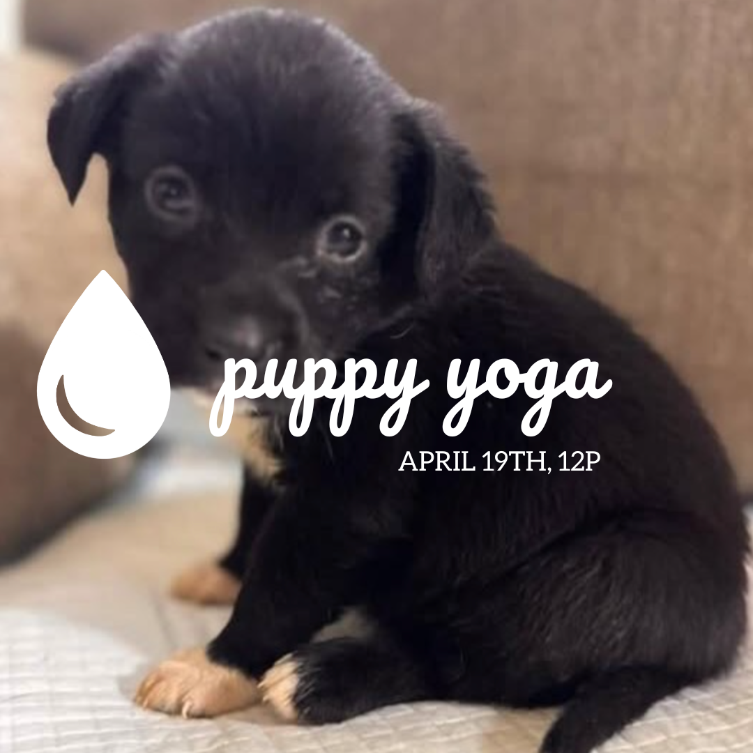 puppy yoga