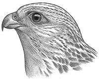 Illustrations Taking Flight | Art takes to the air