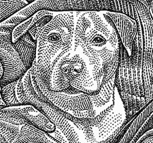 It’s Animal Day! Wildlife Illustrations