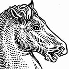 Illustrating the Horse