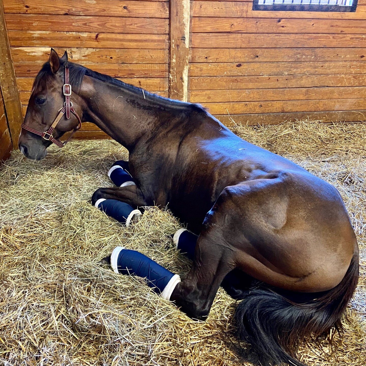 An unsettling story that needs to be told - MINTZ was a 320k yearling and enjoyed the best possible start in life. But the system failed him, he fell thru the cracks, and ultimately ended up racing cheaply in Puerto Rico. Thru the efforts of a small 