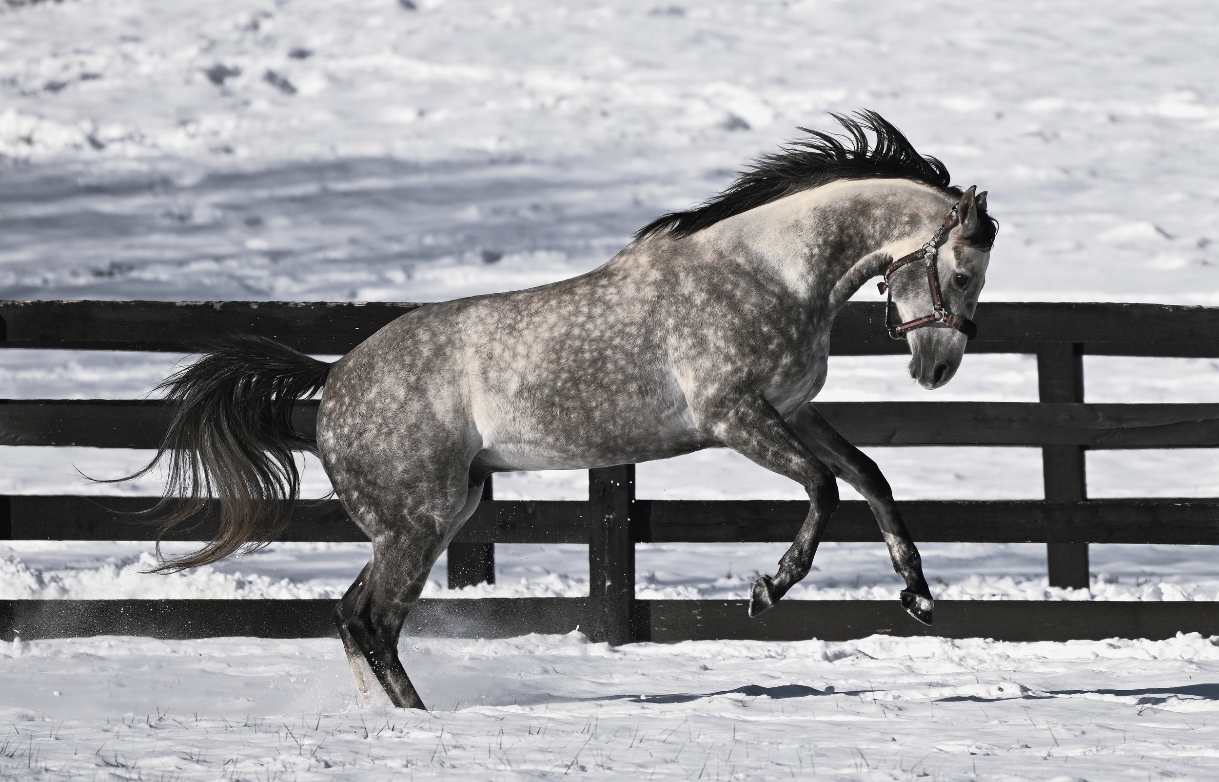 CALDO CANDY artsy BW snow DEC 2025       .JPG