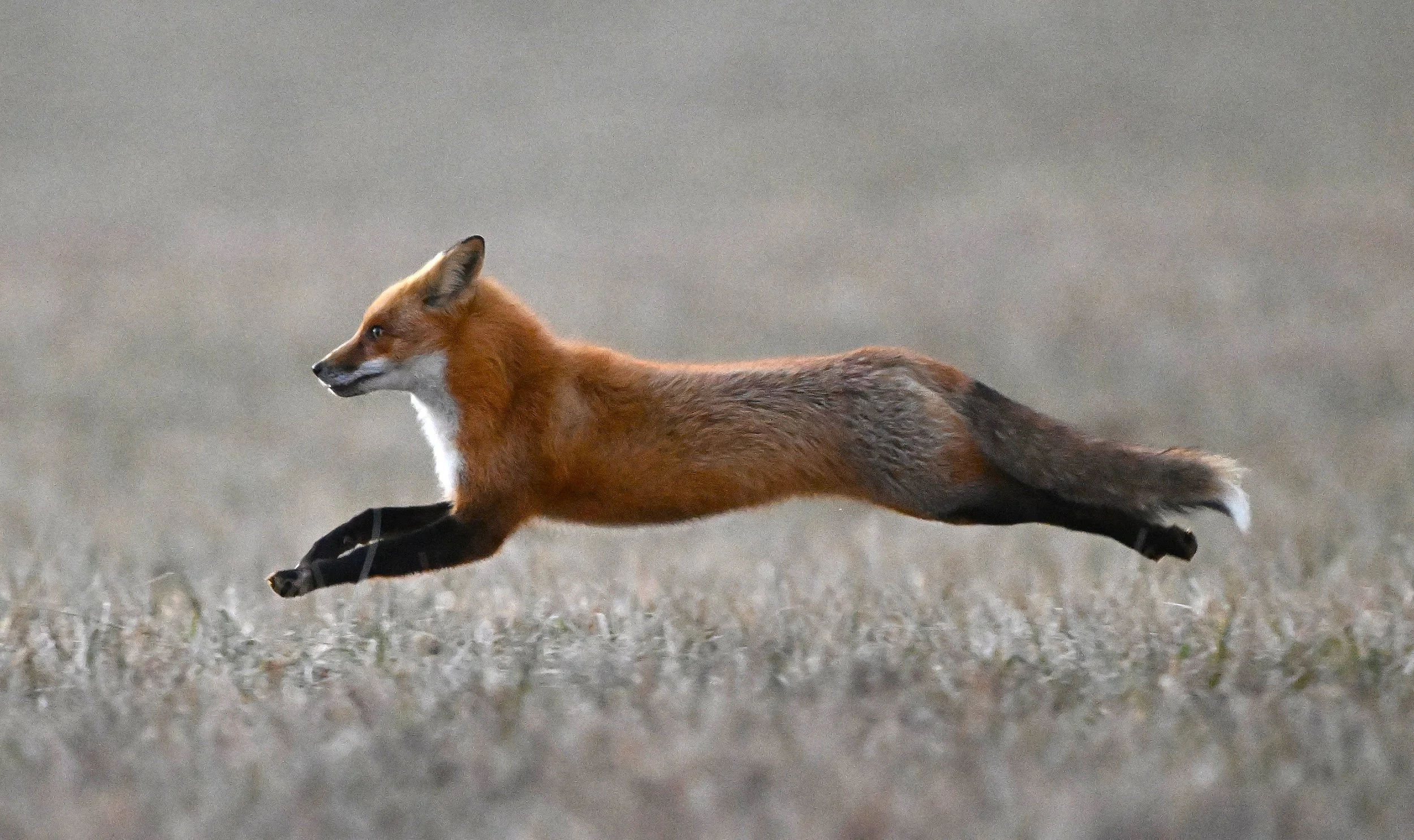 FOX running JAN 2026 BEST  .JPG