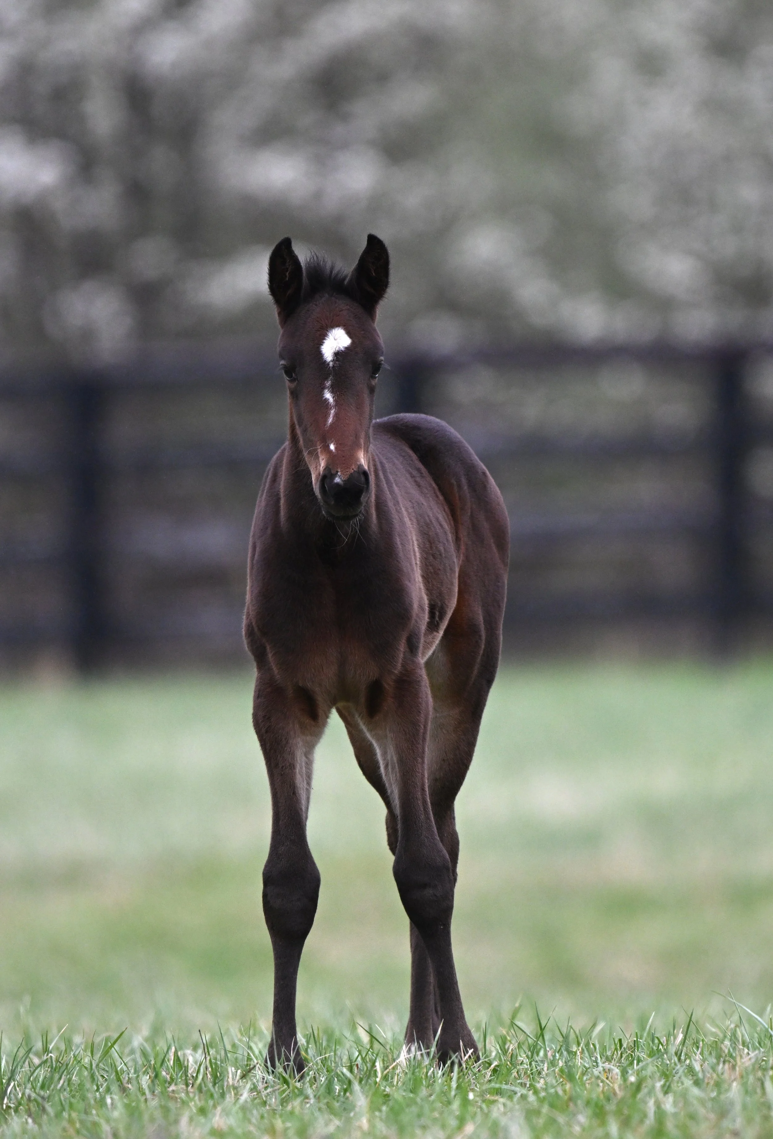 Fidget 26 foal APRIL 2026   .JPG