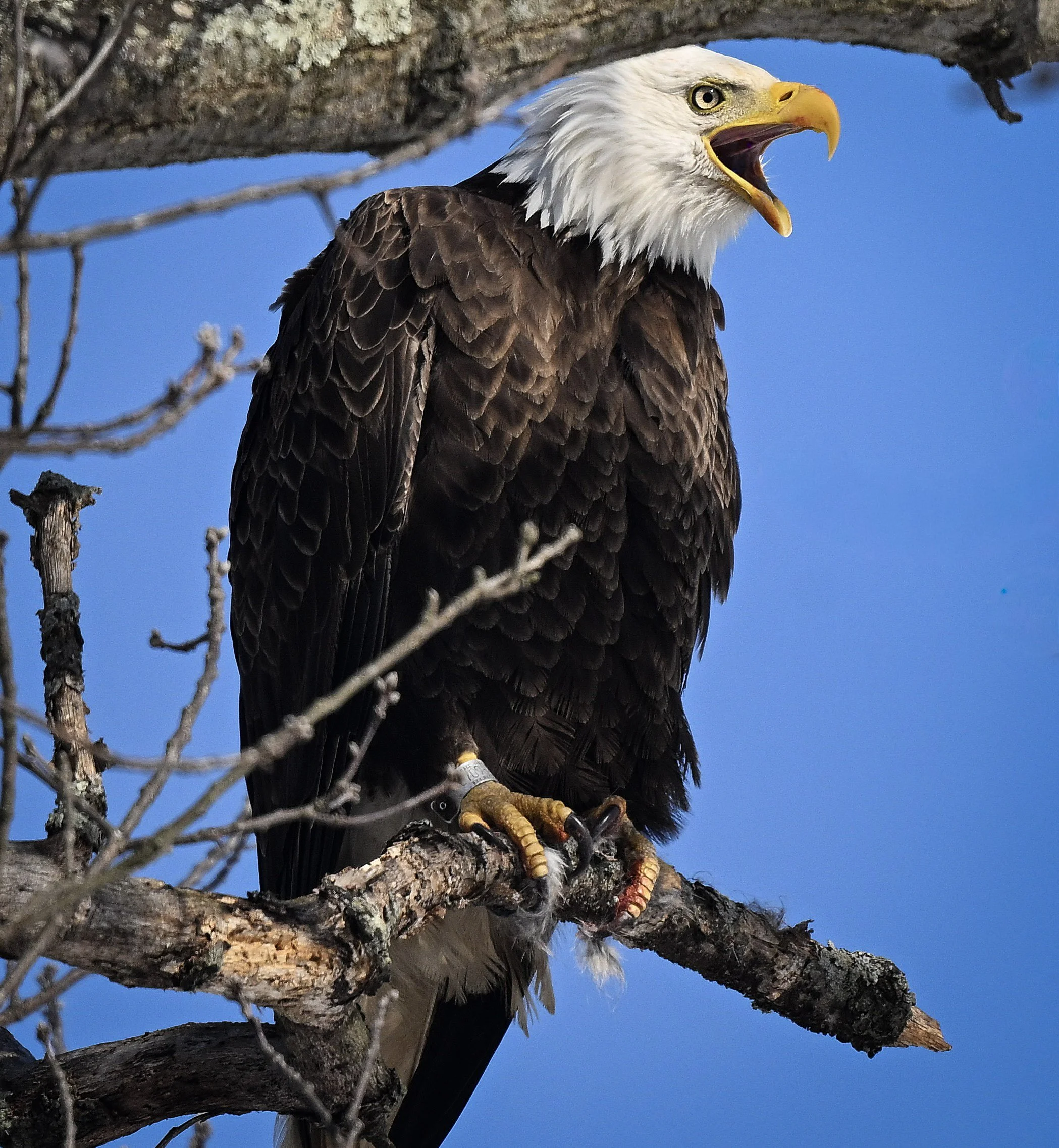 eagle perched BEST FEB 2026.jpg