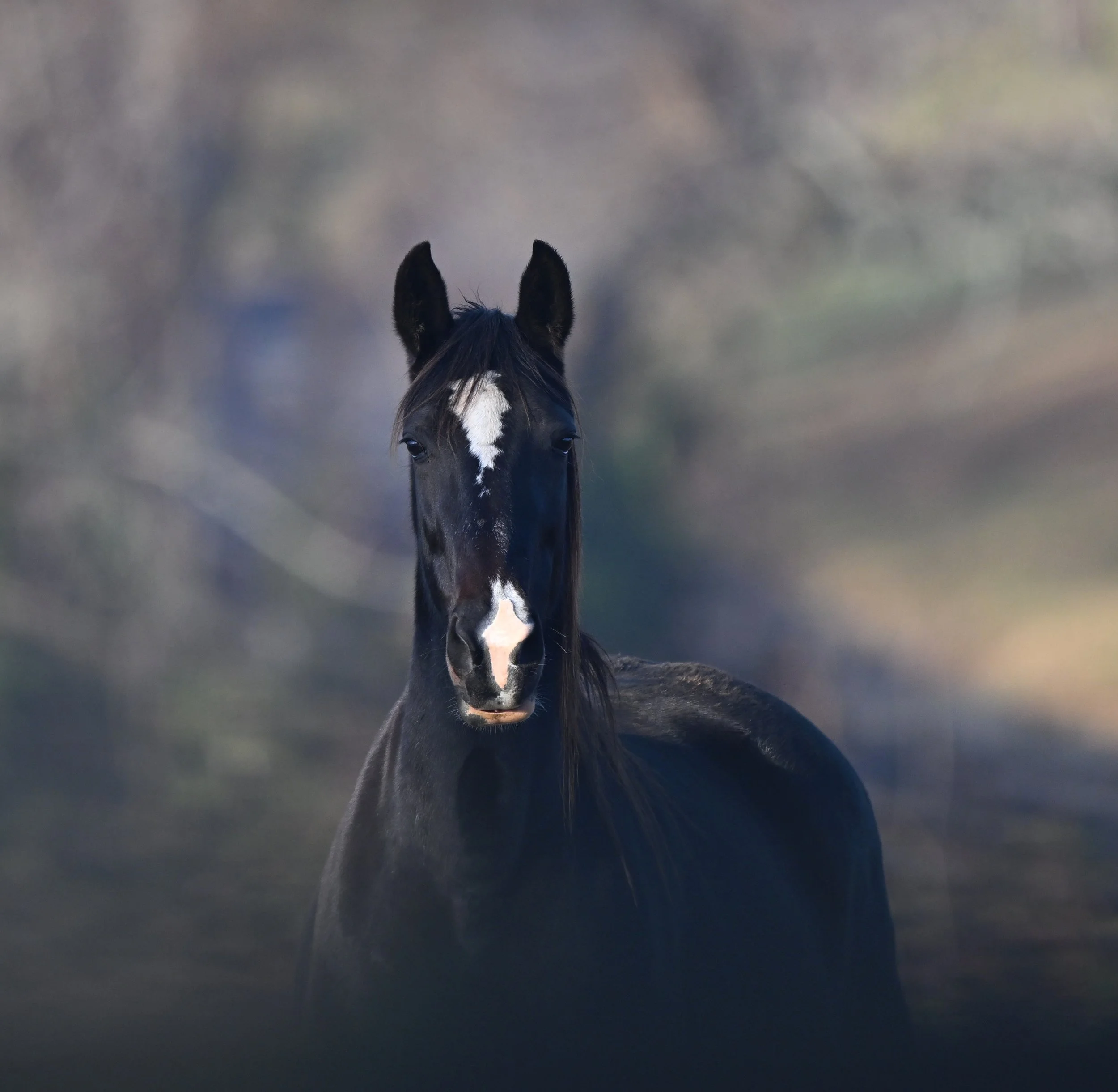 mare in field FIDGET Nov 2025     BEST                               .JPG