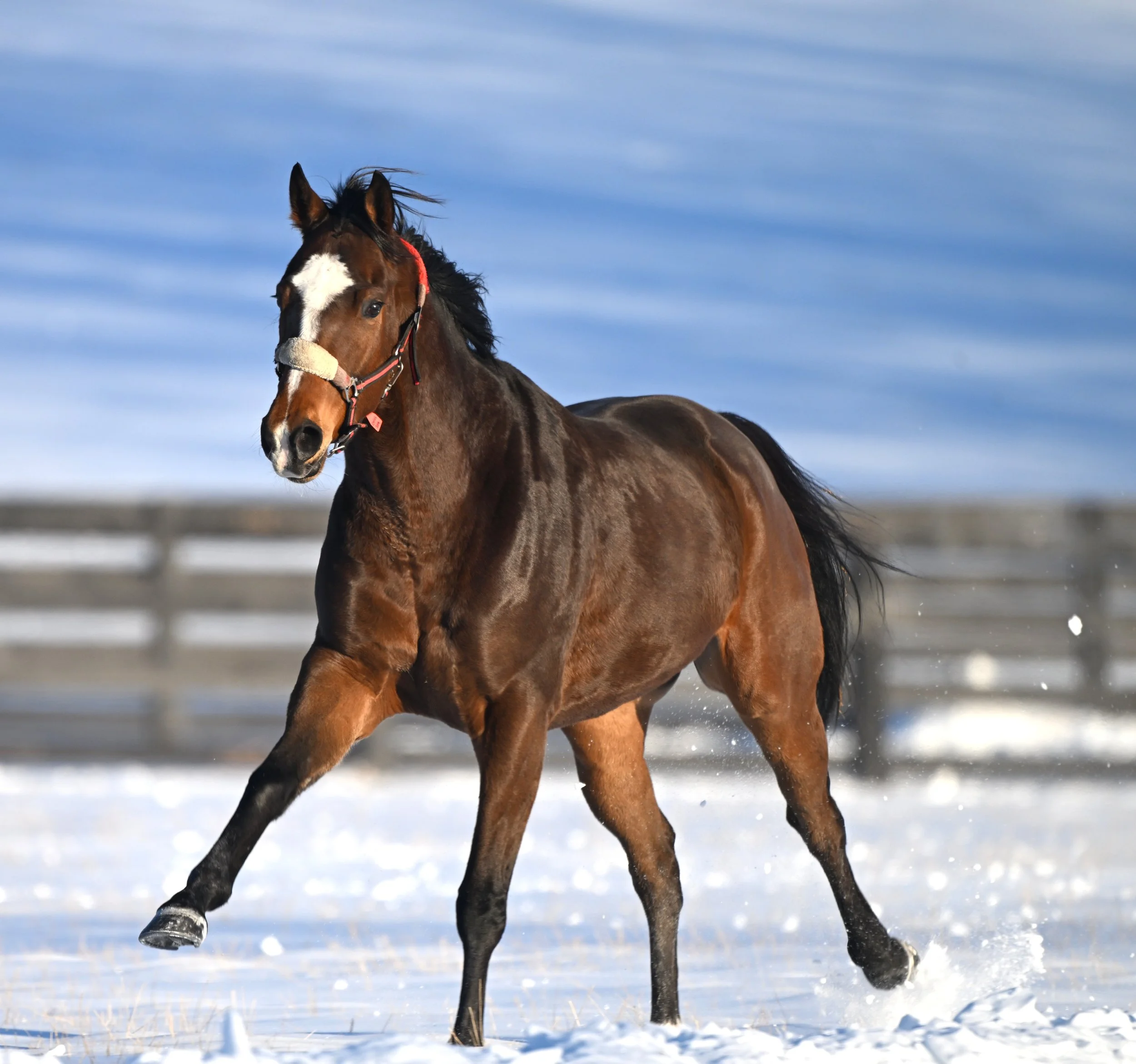 CHRIS'S SONG FEB 6 2026   BEST      .JPG