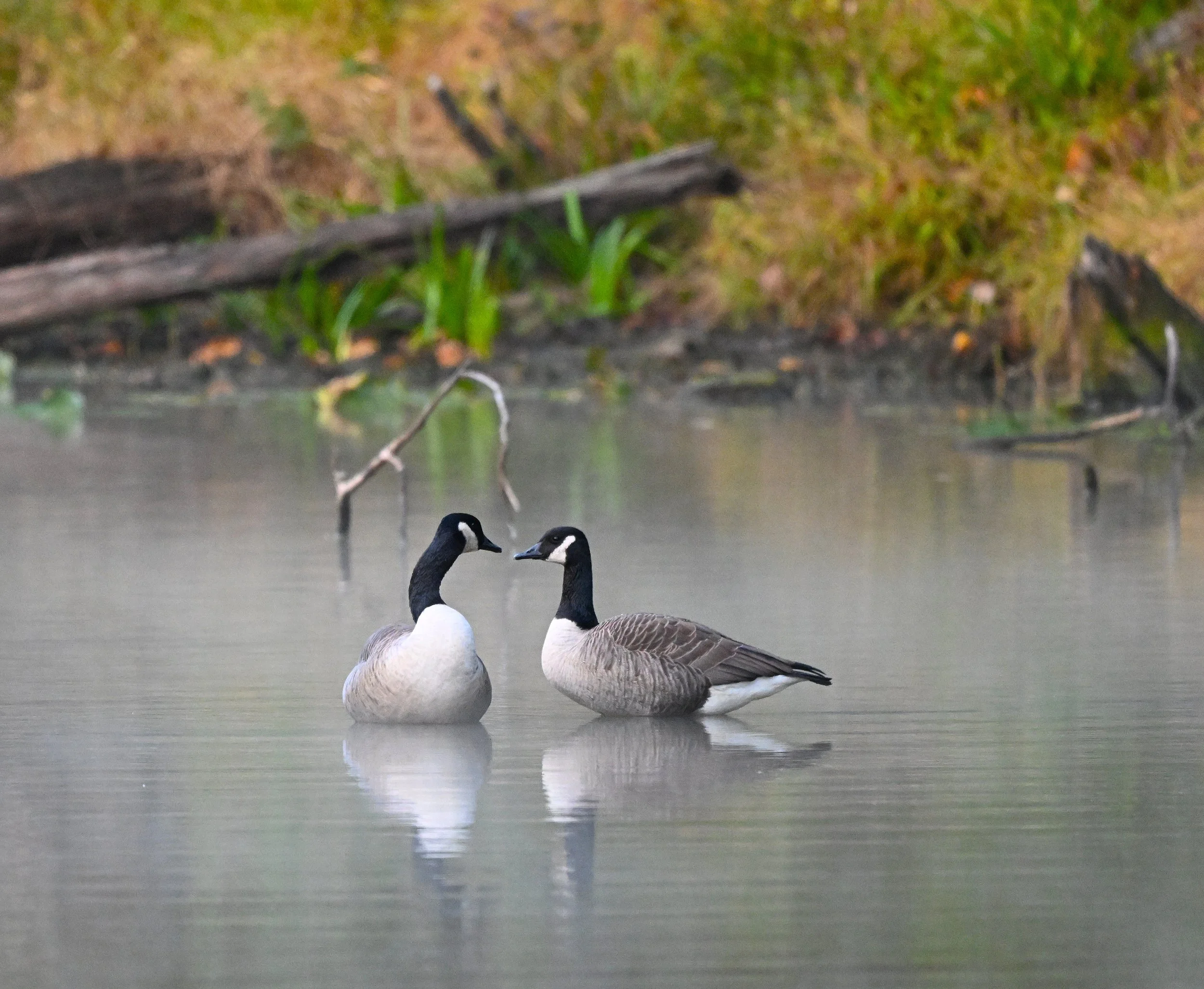 Geese morning mist OCT 2025  BEST.JPG