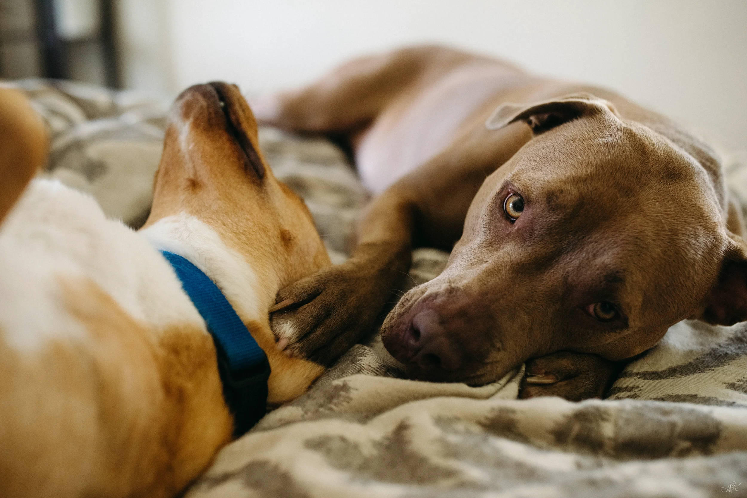 Jess & Bill Engagement_Lexington, VA_Photo by Tricia Suriani-11.webp