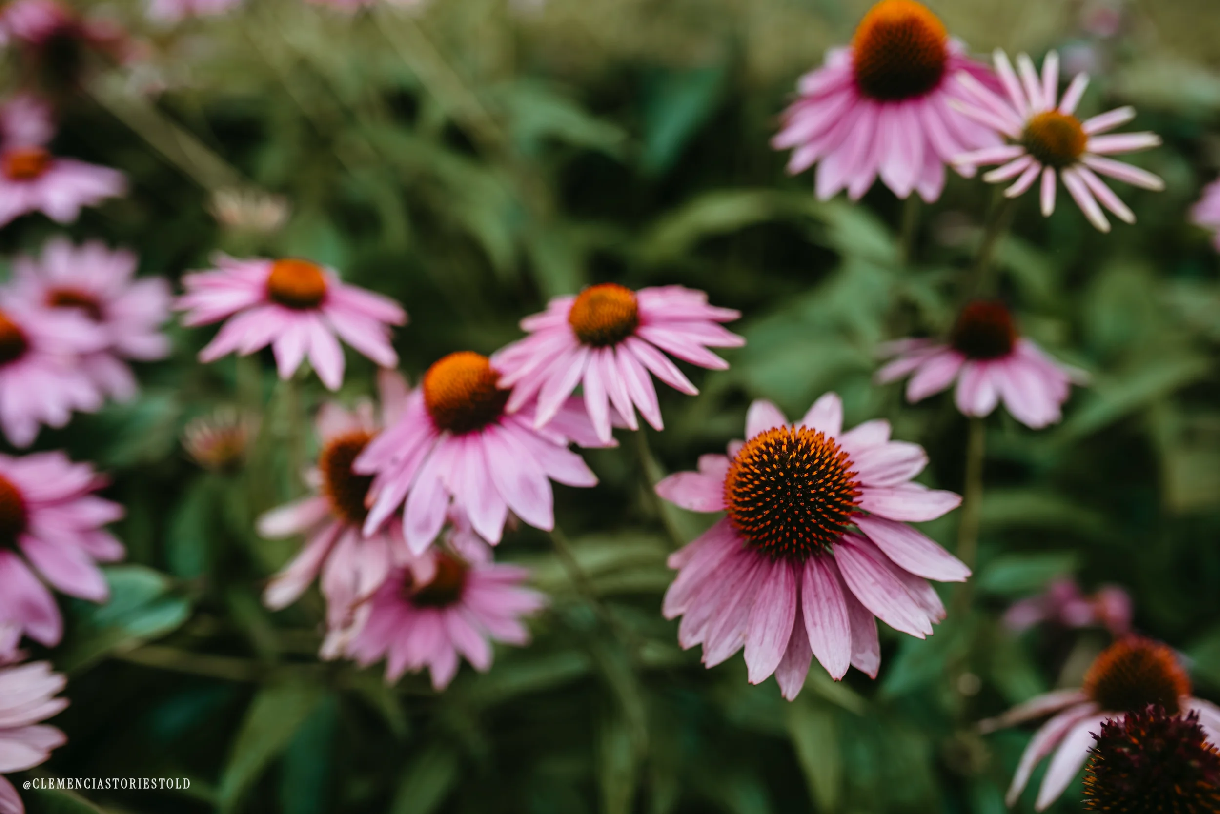Alyssa & Jeremy Wedding_Hildene Lincoln Home Vermont_Photo by Tricia Suriani-50.webp