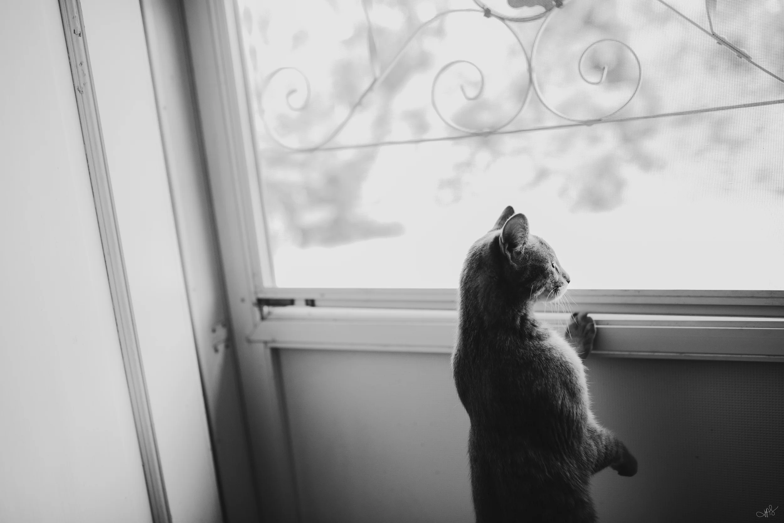 Jess & Bill Engagement_Lexington, VA_Photo by Tricia Suriani-14.webp