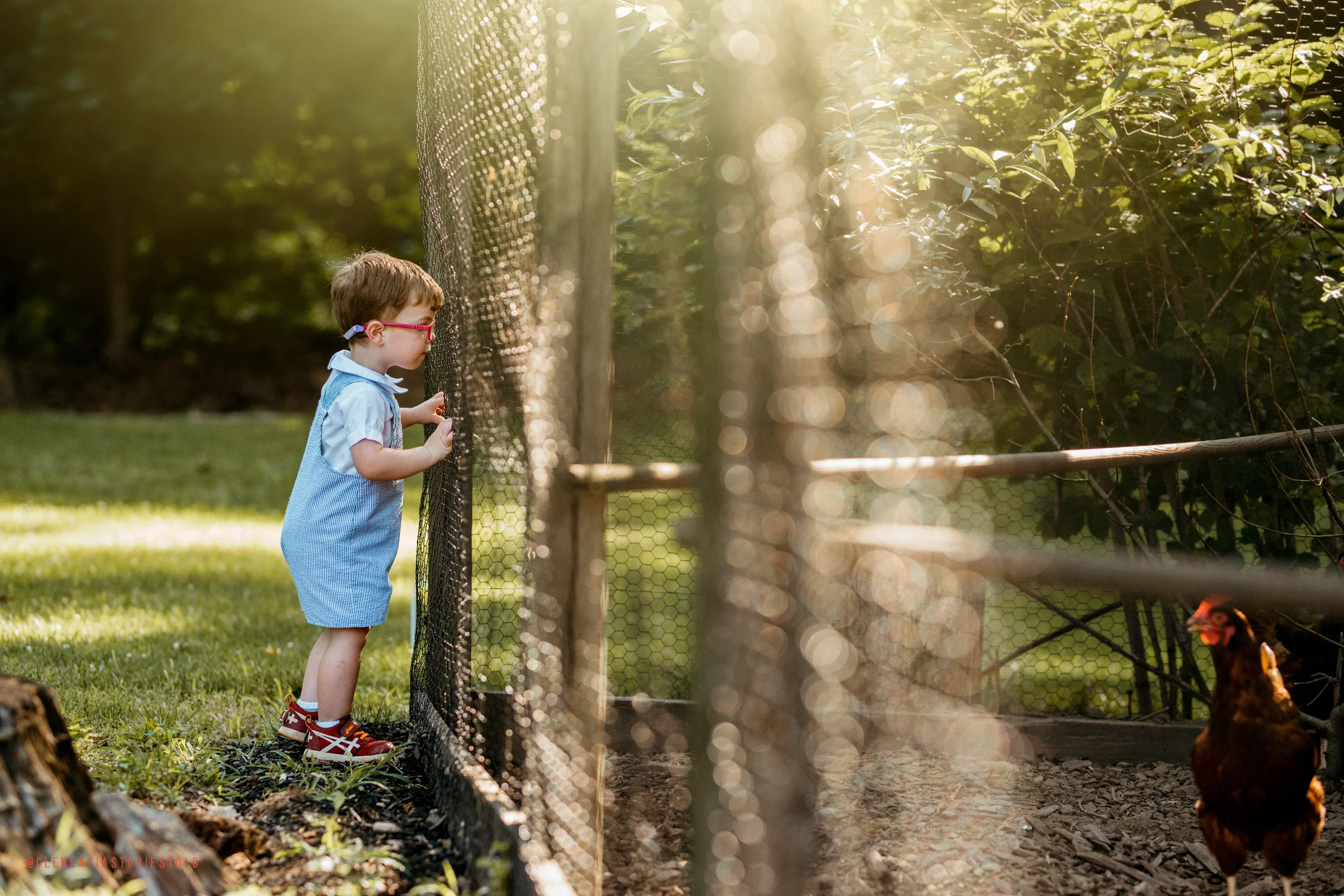 A young boy with red hair and glasses wearing a blue shirt and shorts, looking through a black mesh fence at chickens in a sunlit outdoor area with green trees and grass.