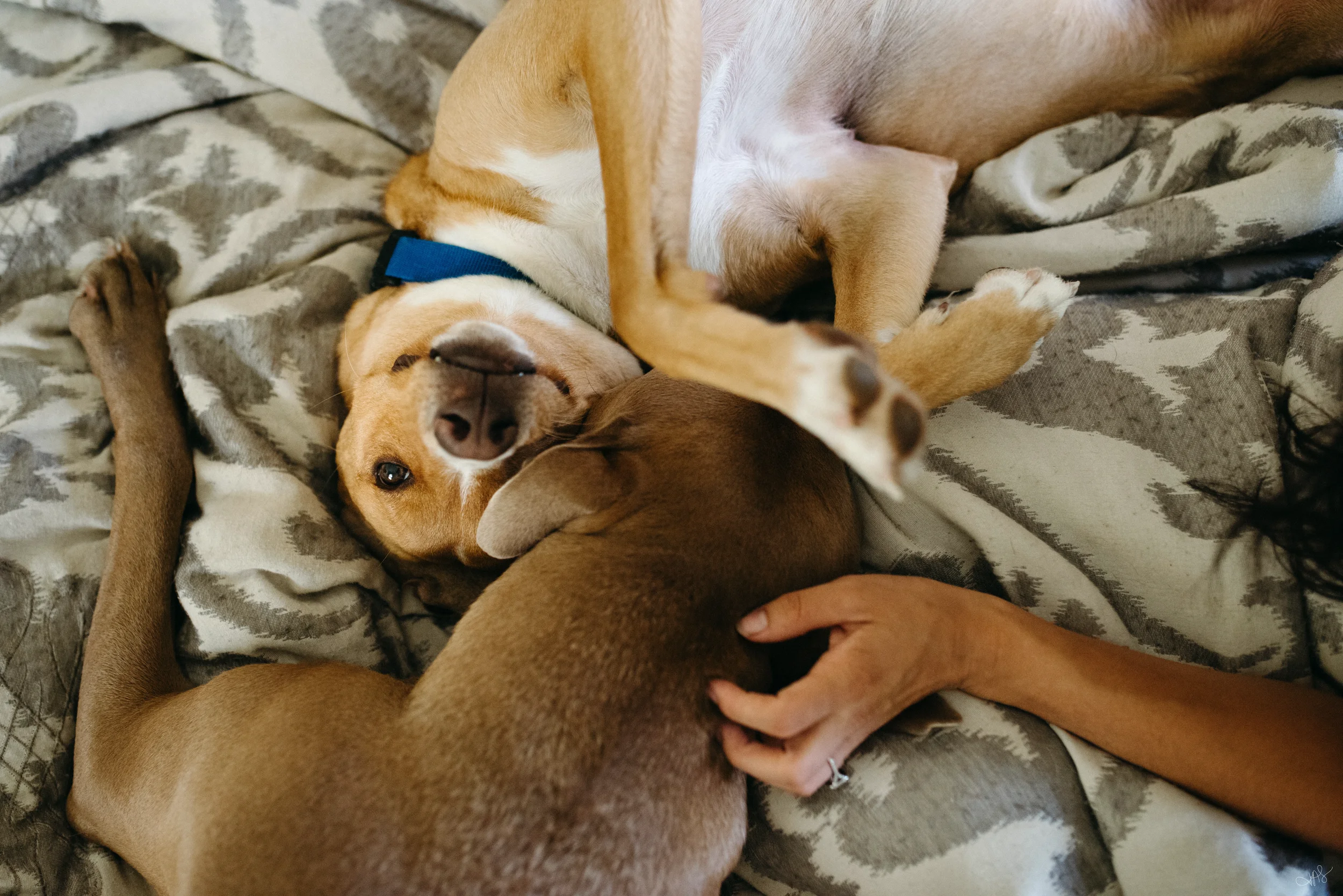 Jess & Bill Engagement_Lexington, VA_Photo by Tricia Suriani-12.webp