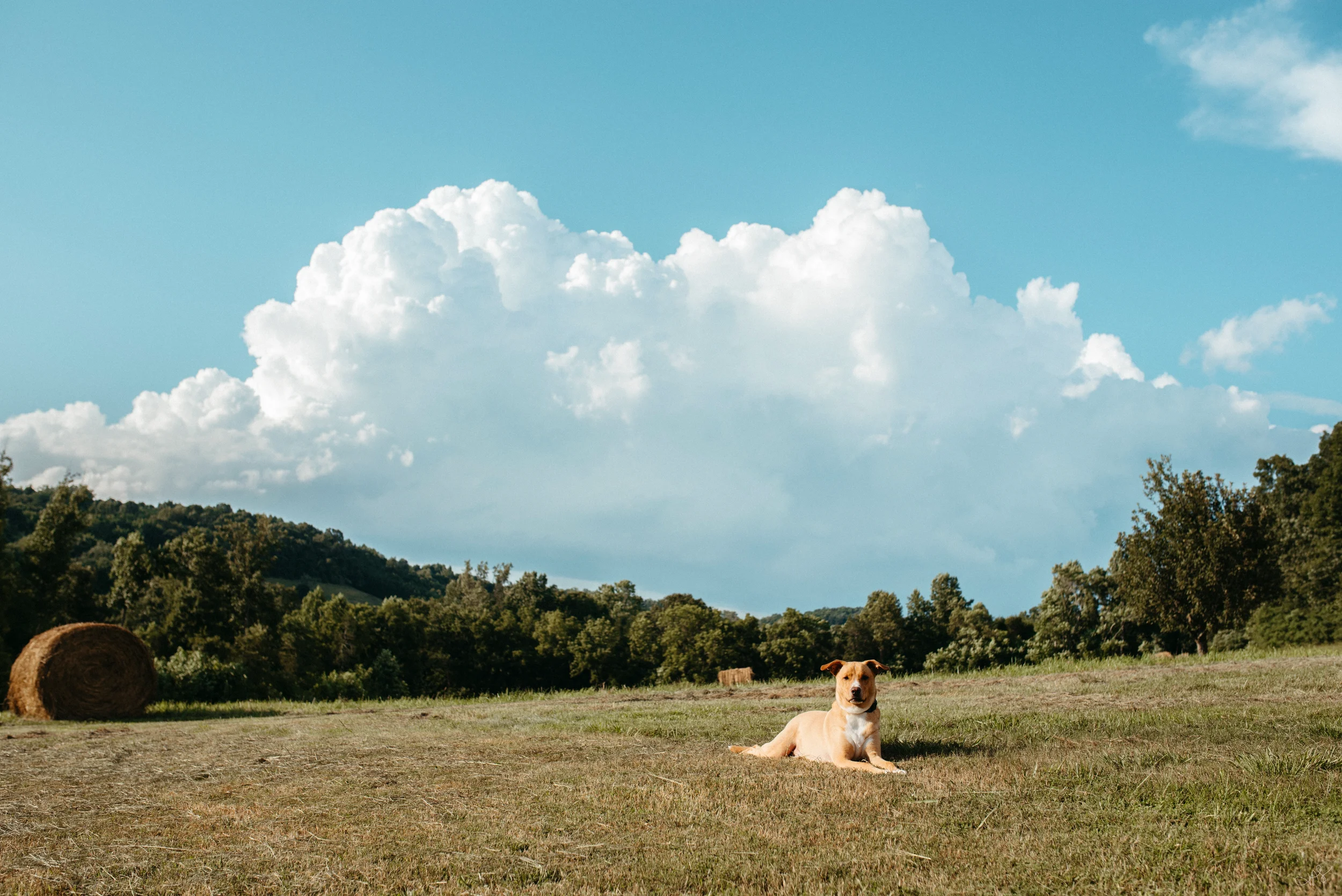 Jess & Bill Engagement_Lexington, VA_Photo by Tricia Suriani-35.webp
