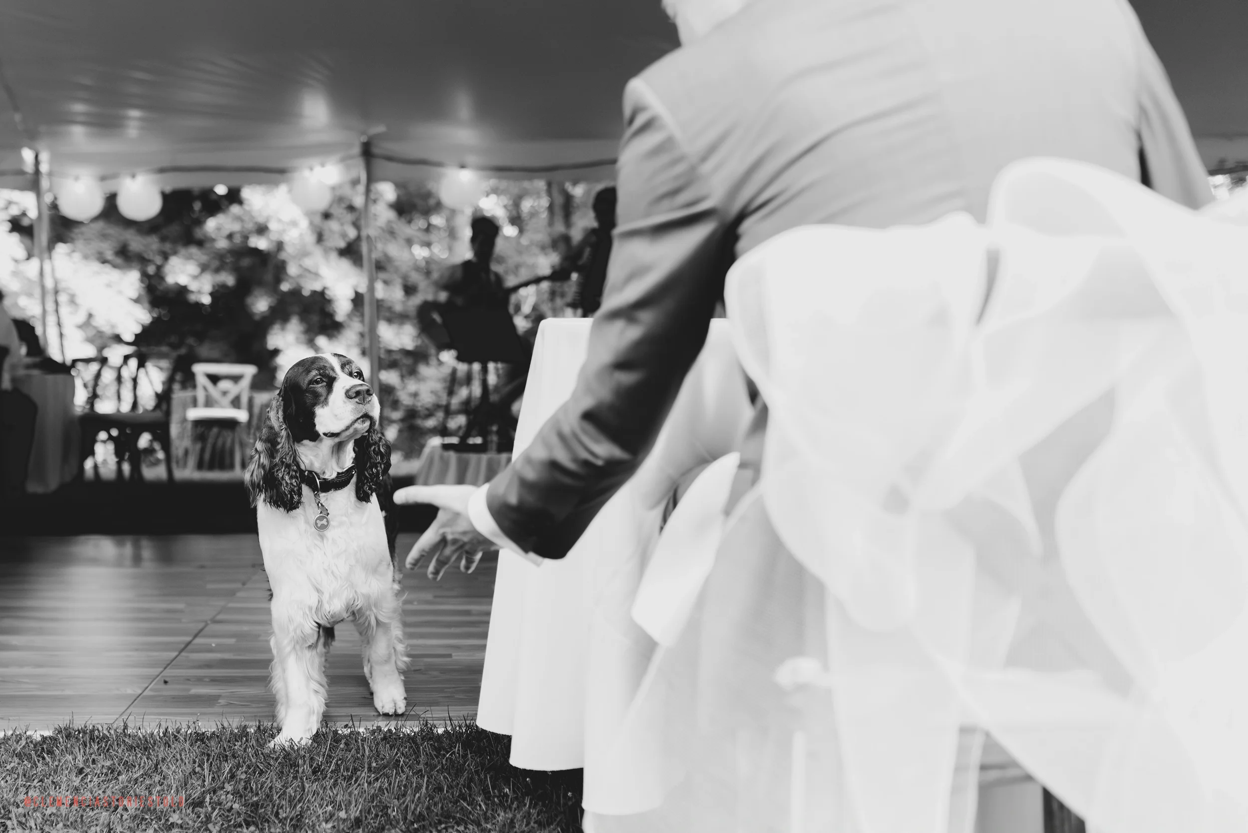 A wedding reception scene in a tent with a dog, a spaniel, sitting on the grass and looking at a person in formal attire who is reaching towards the dog. The background shows tables, chairs, and people playing musical instruments.