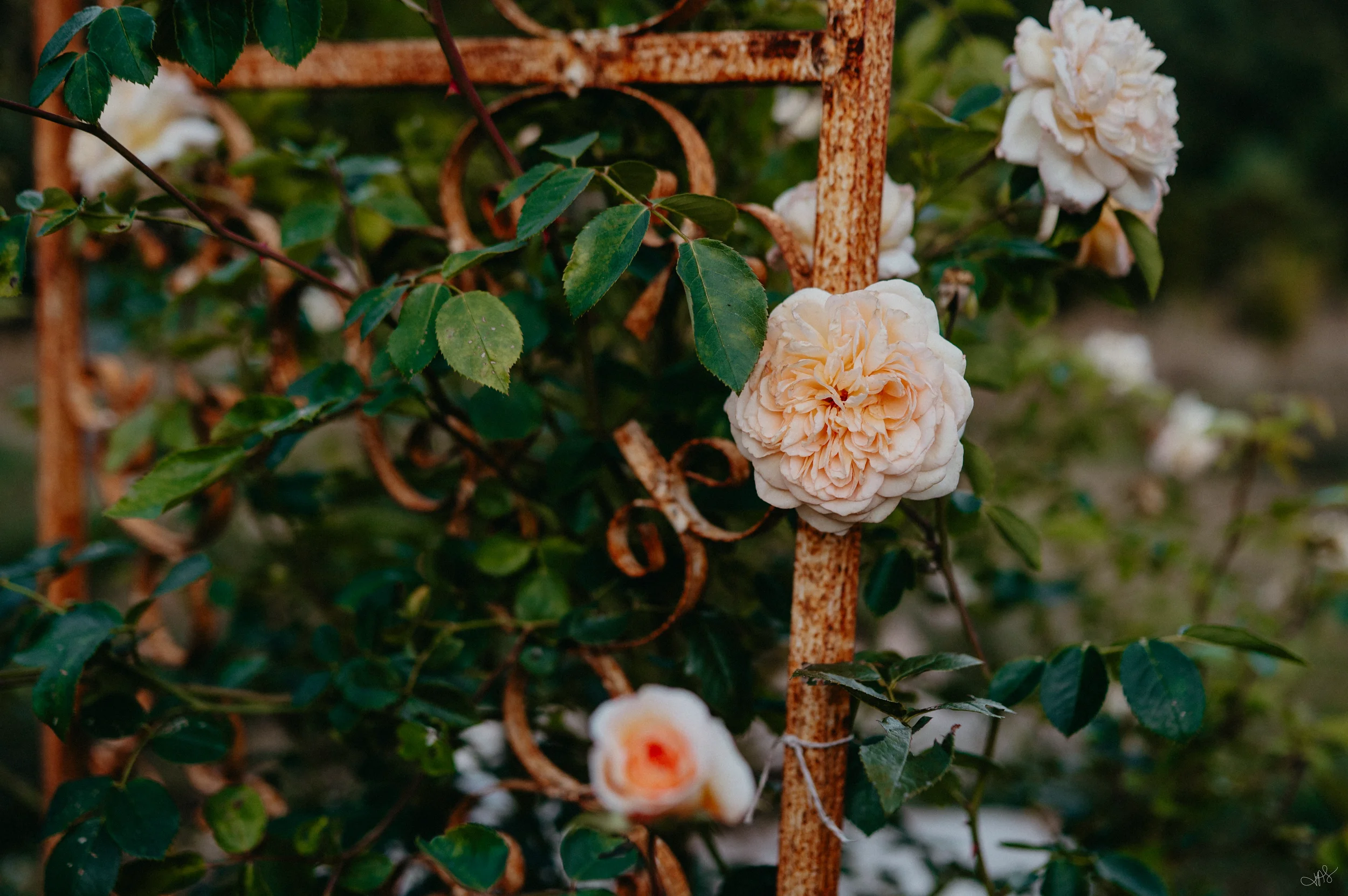 Tricia_Life in Pictures_Photo by Tricia Suriani-50-5.webp