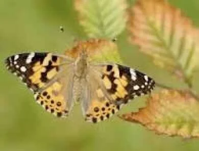 Wings of Remembrance - Butterfly Release 