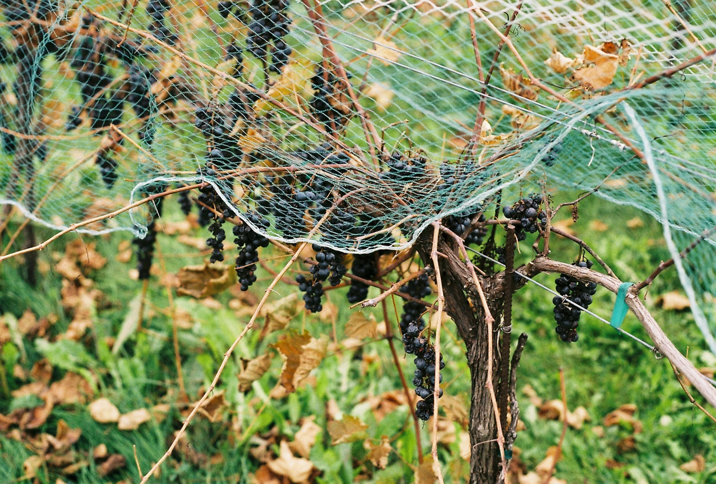 netting over ripe grapes
