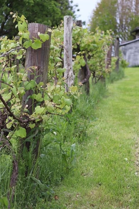 Worden trellis.jpg