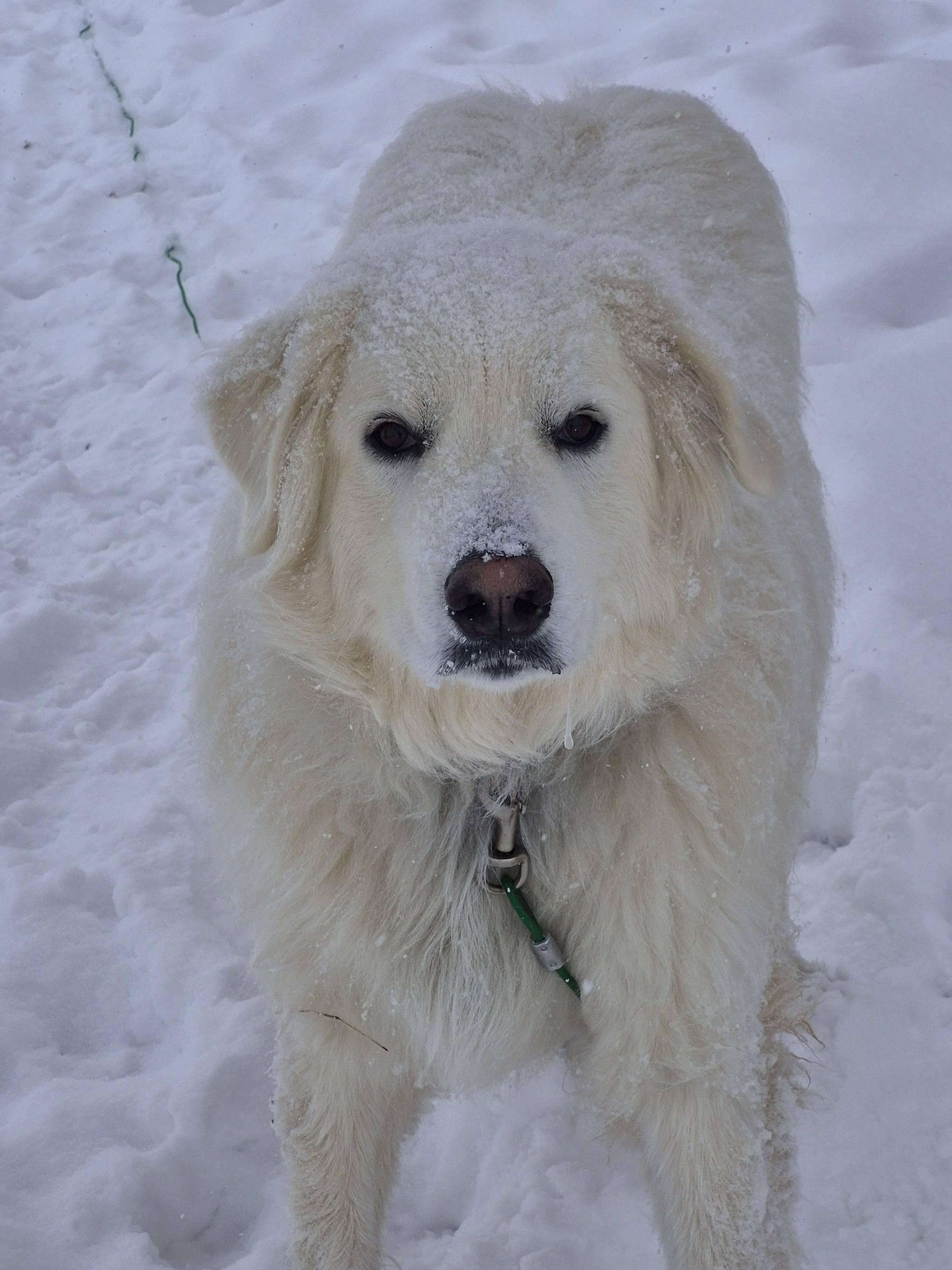 Lucy with snow in her fur