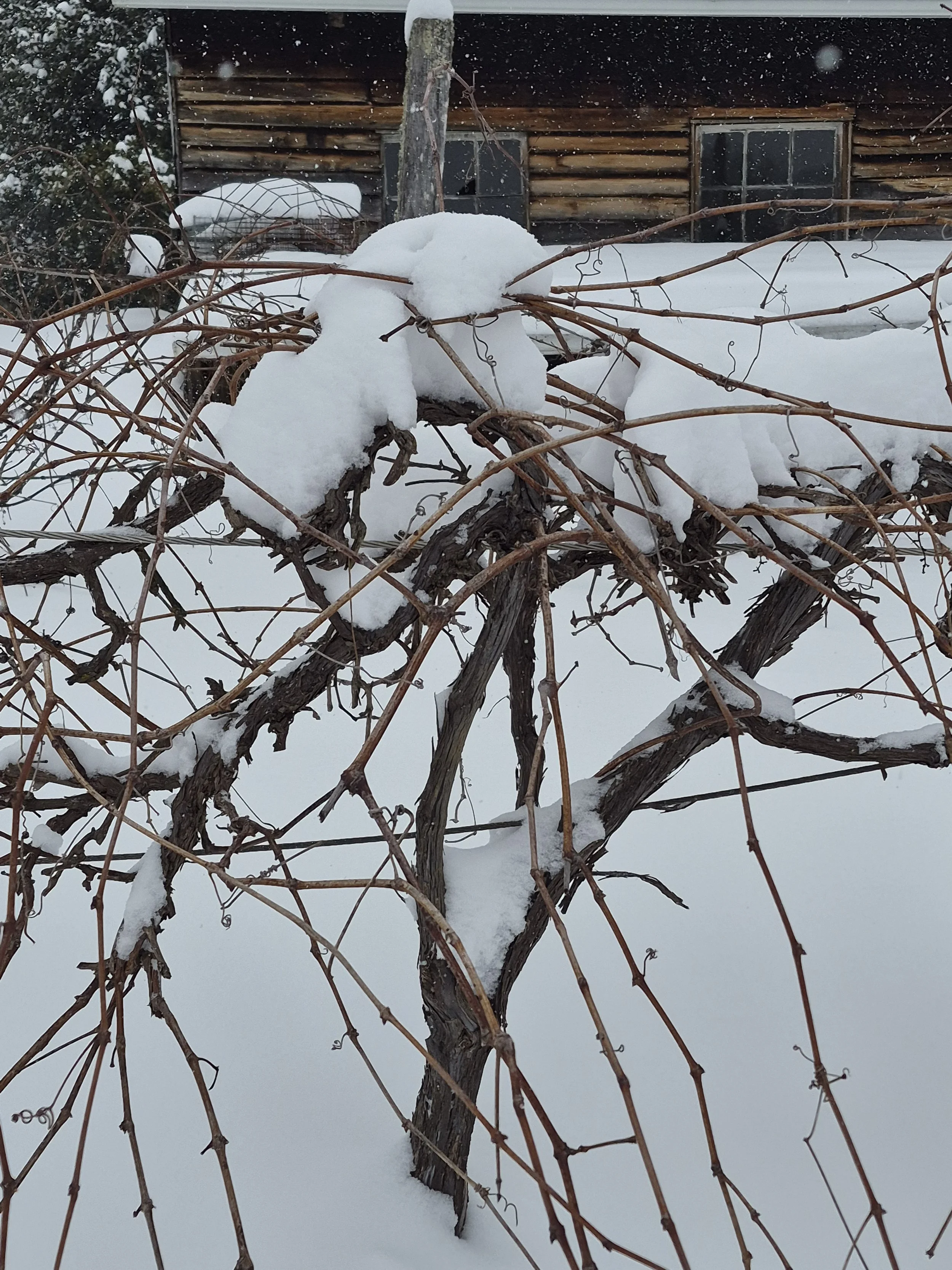 Worden vines in snow.jpg