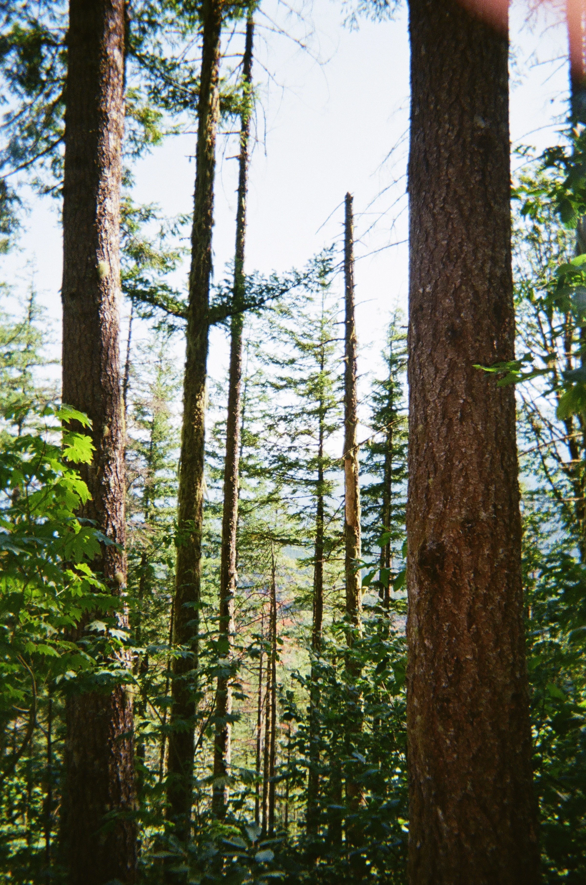 AfterlightImage 18.JPG