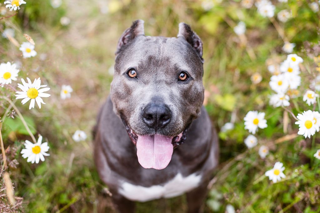 Pickle Crew — Pickles Playland