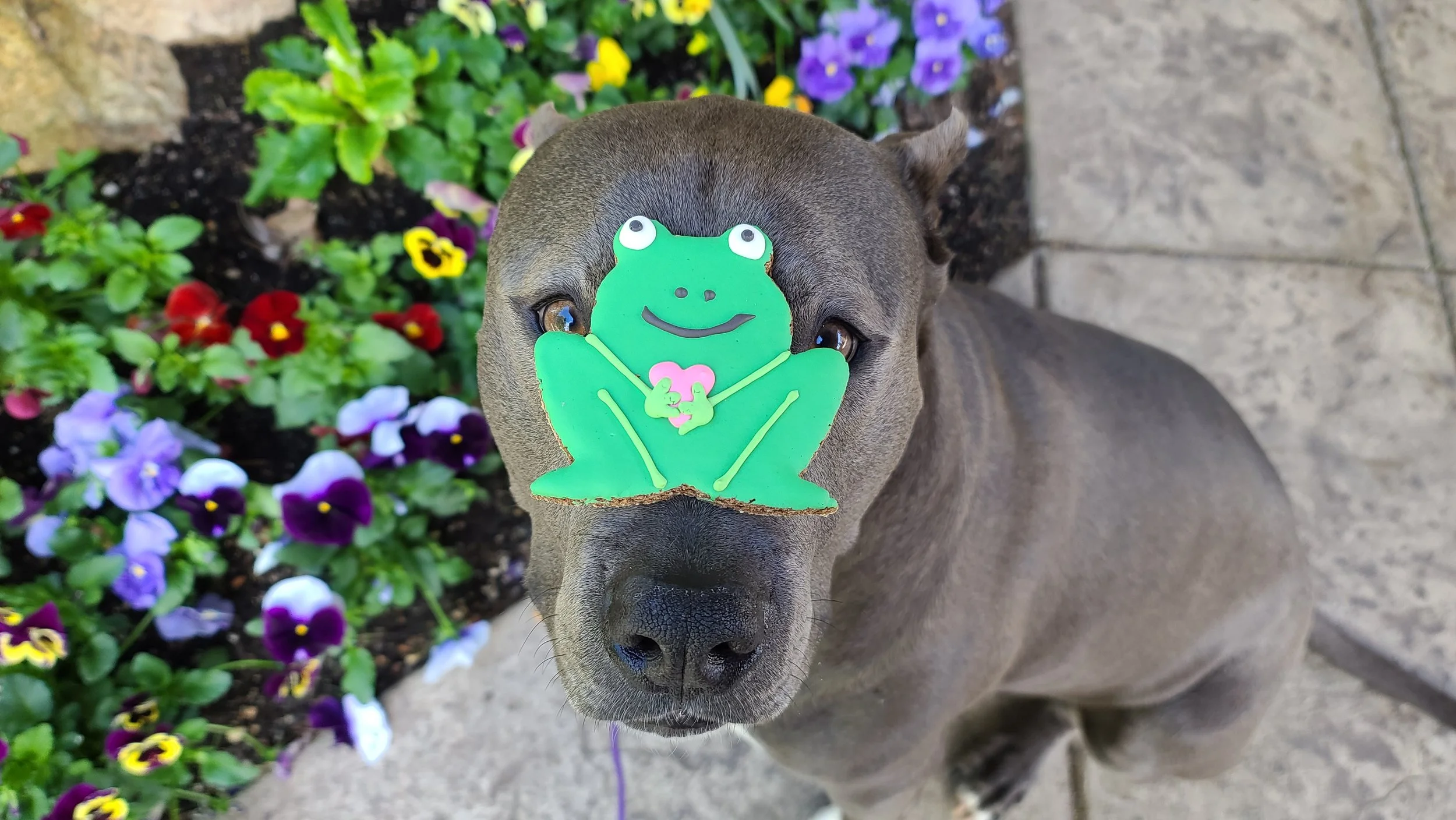 Pickles the gray pit bull mix with a green frog frosted cookie balanced on his nose
