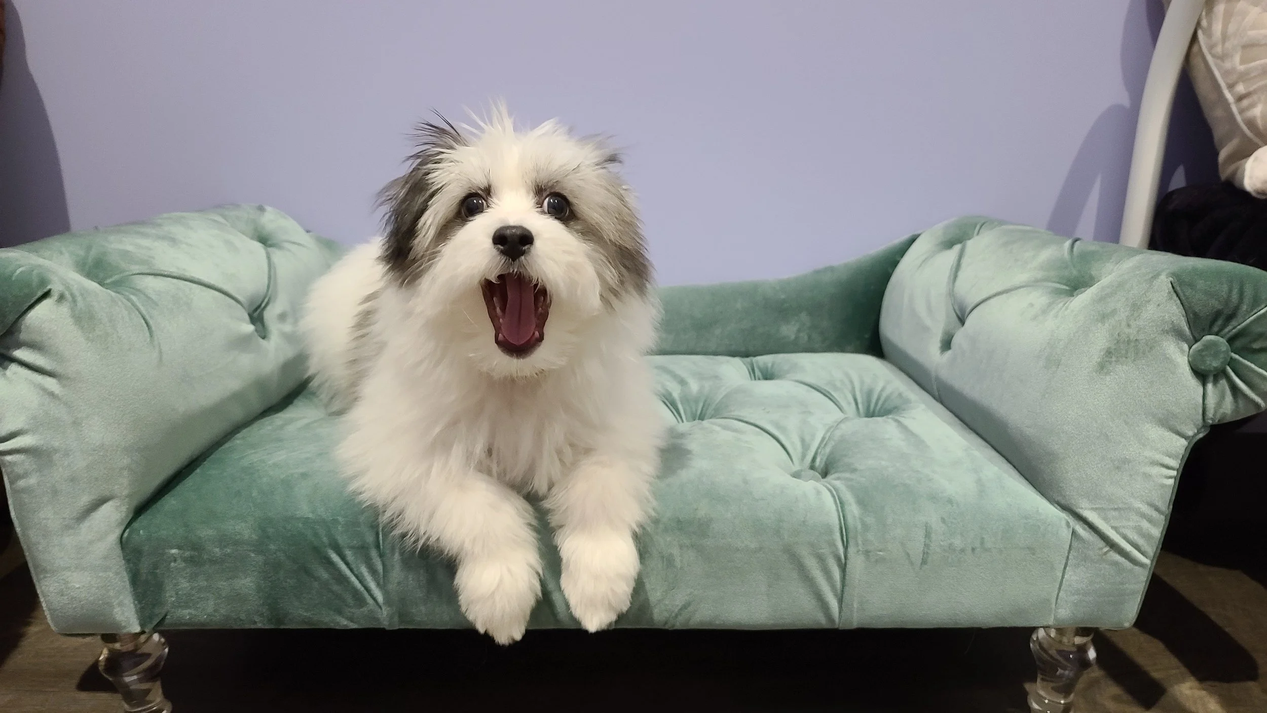 Doggy Daycare — Pickles Playland