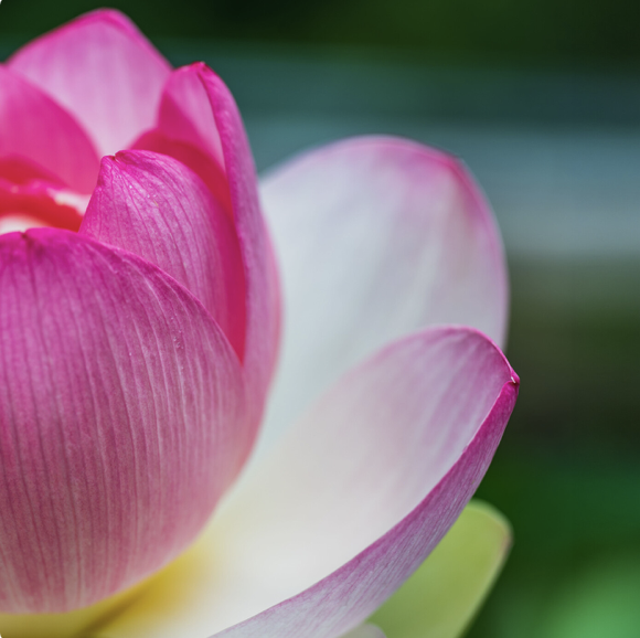 BHNN Guest Podcast – Ep. 271 – Sacred Longing with Trudy Goodman