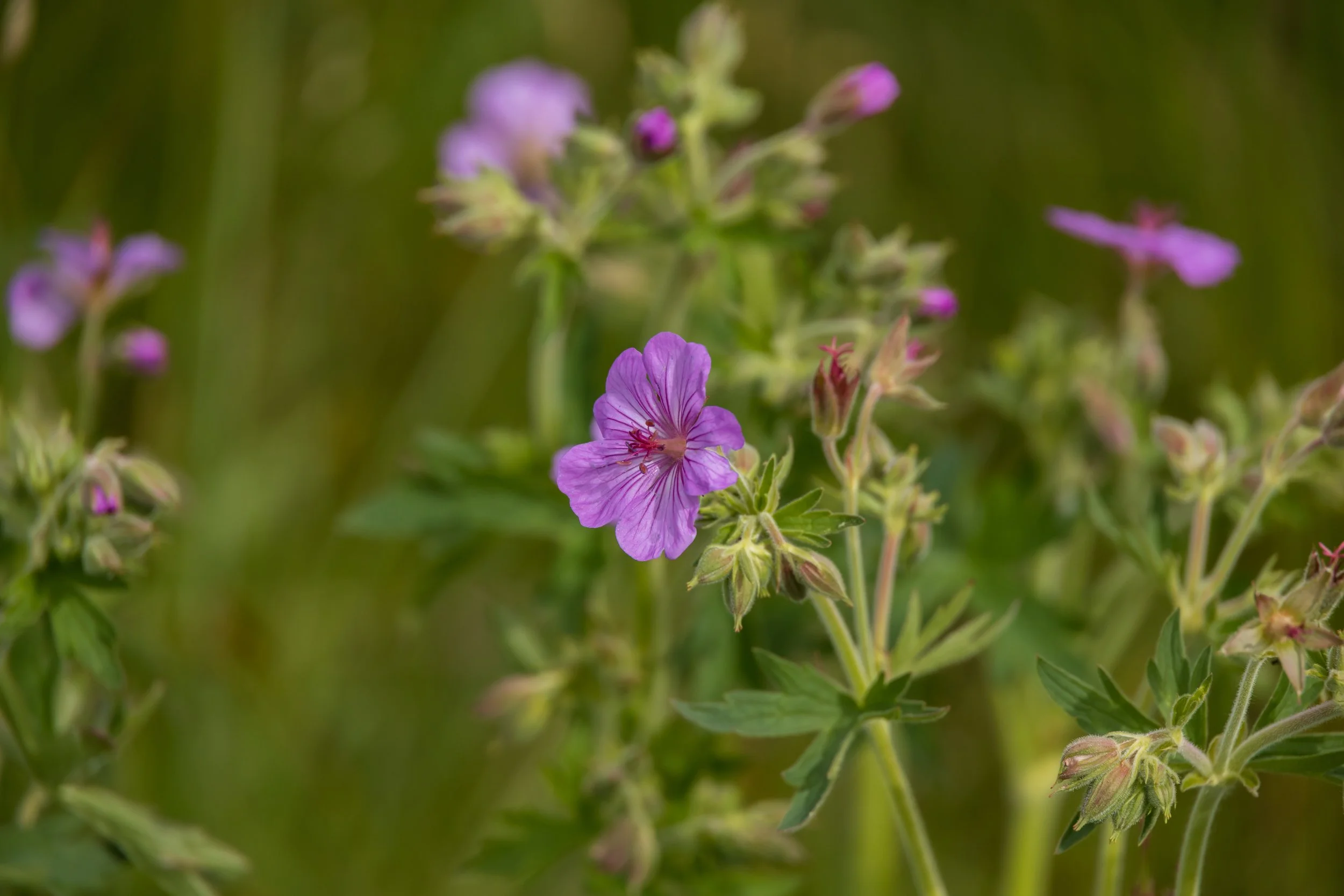 Sticky Geranium 