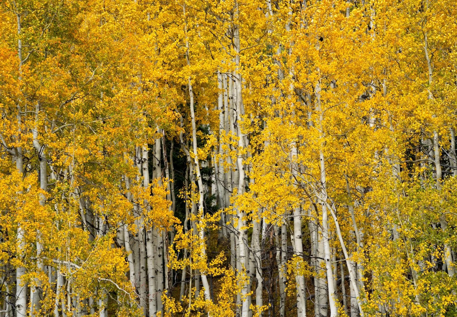 Quaking Aspen 