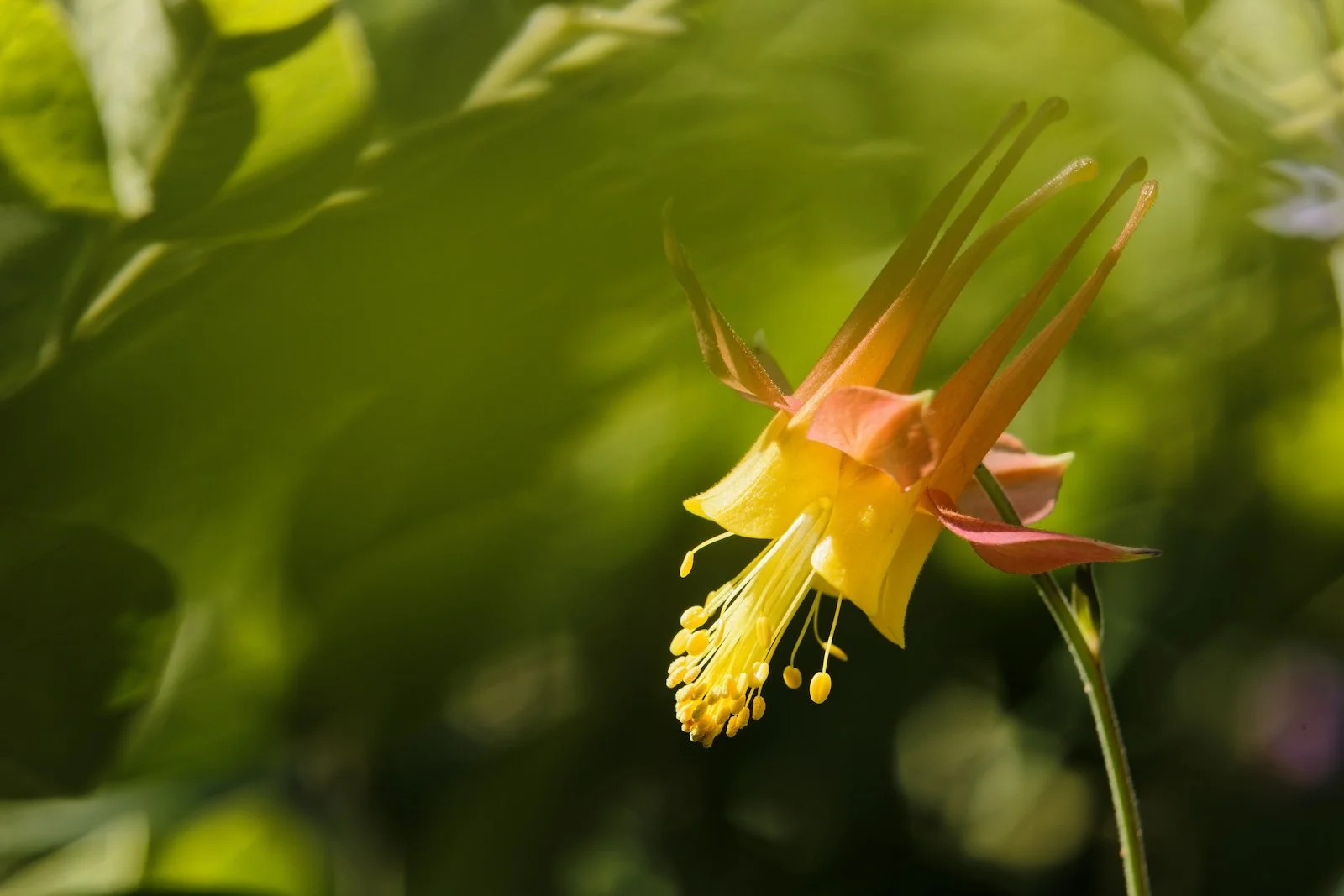 Western Columbine 