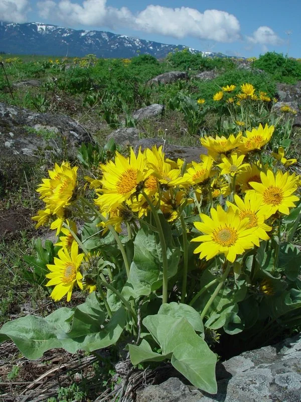 Arrowleaf Balsamroot 