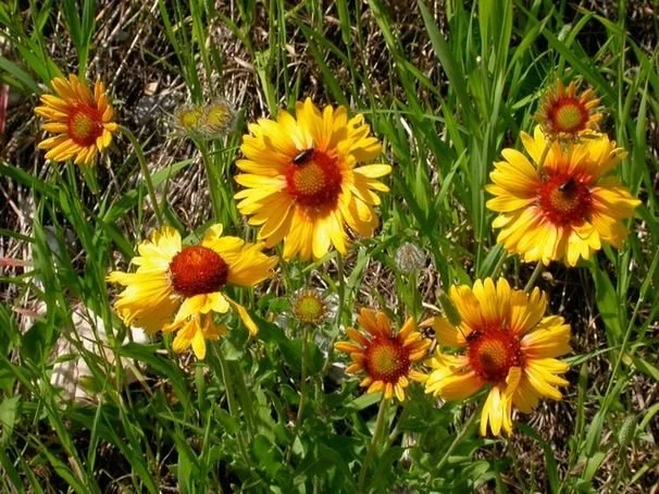 Blanket Flower 