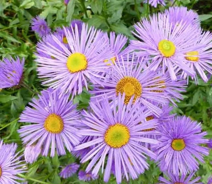 Showy Fleabane 