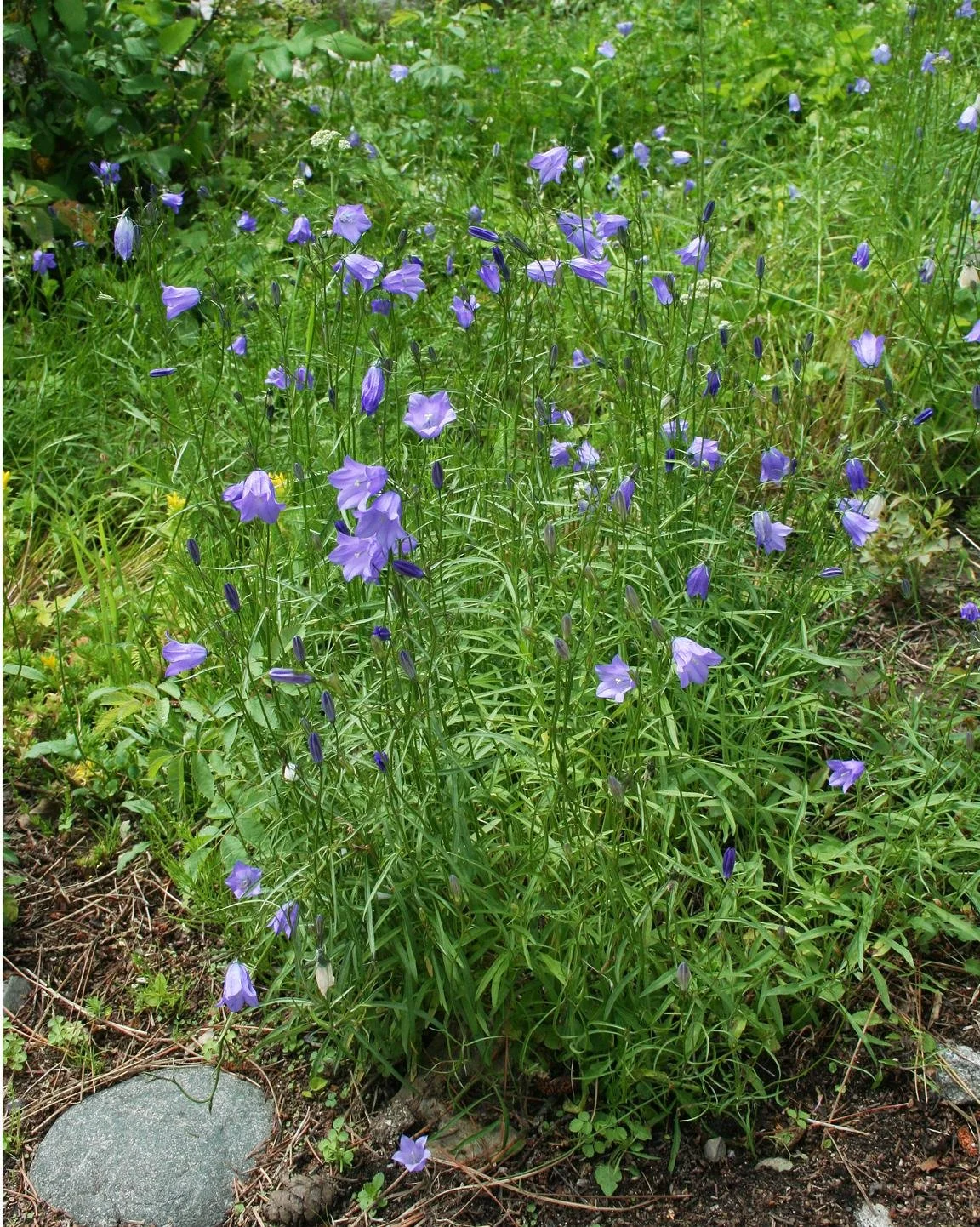 Harebells 