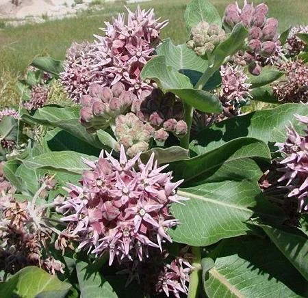Showy Milkweed 