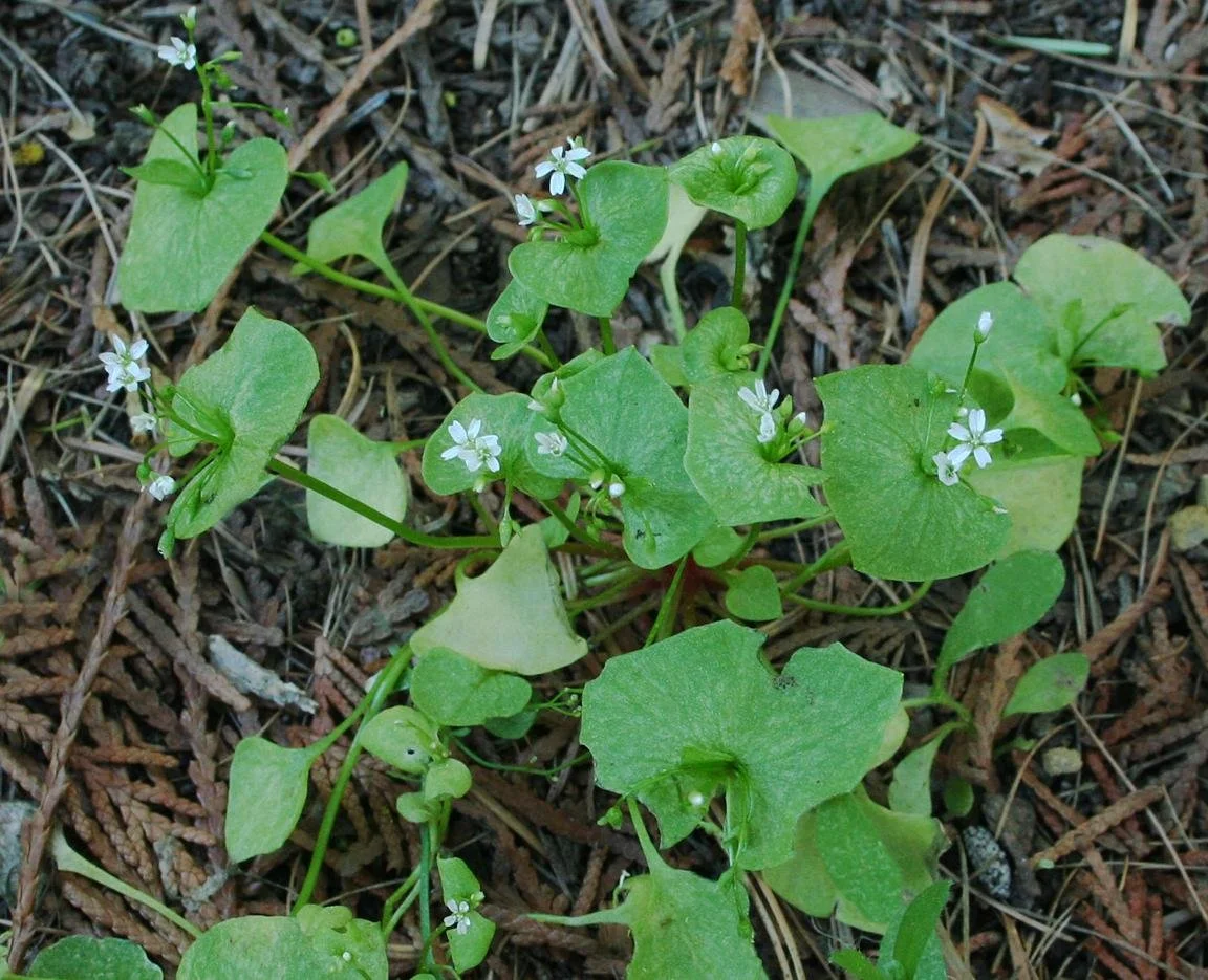 Miner's Lettuce 