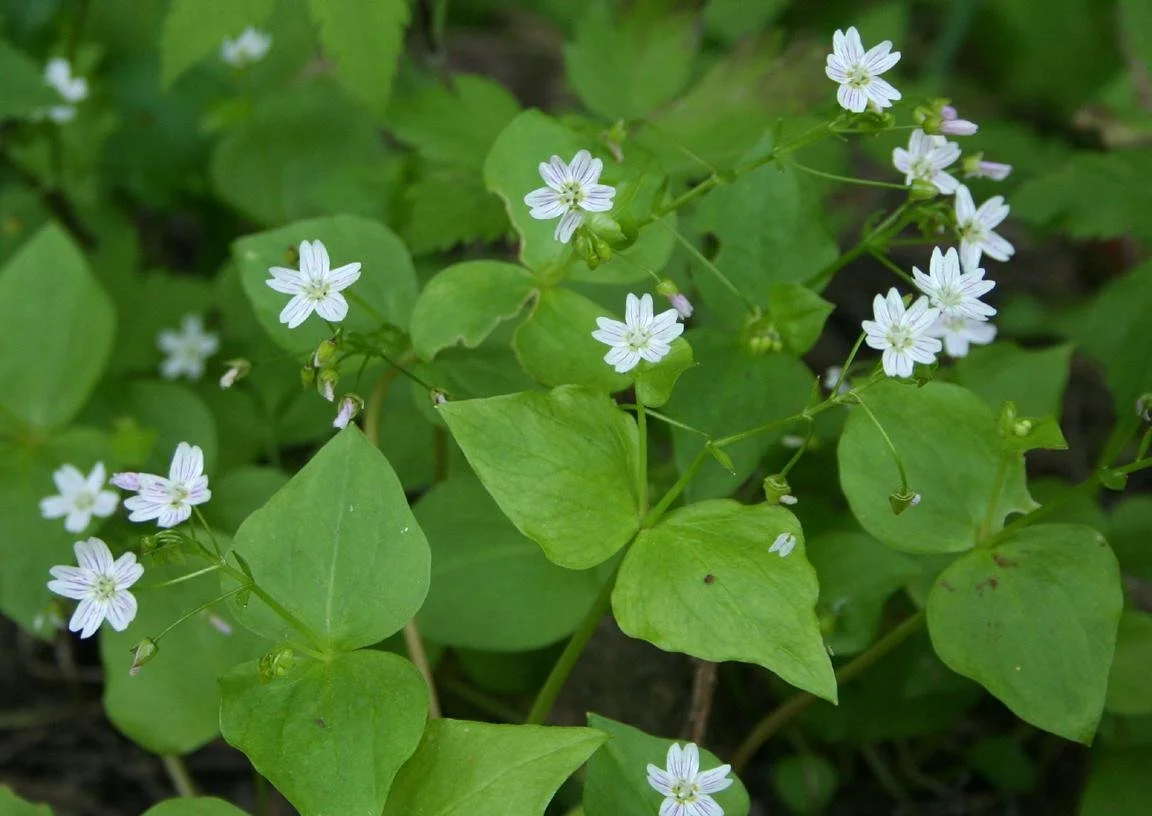 Heartleaf Springbeauty 