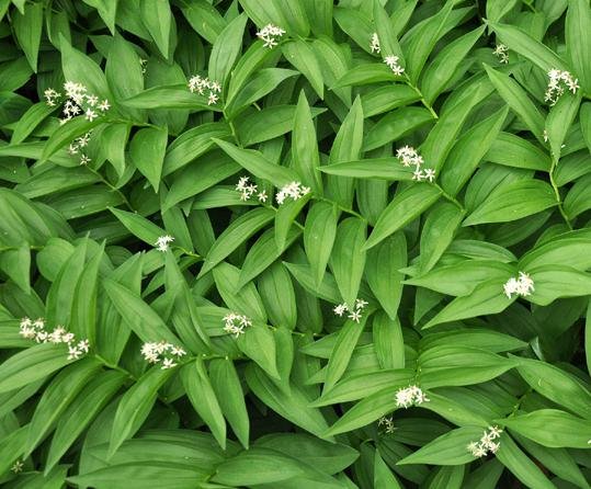 Star-flower Solomon’s Seal 