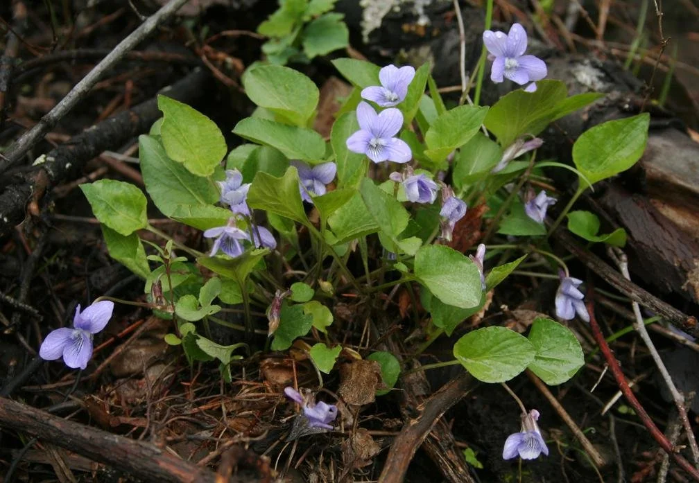 Blue and Yellow Violets 