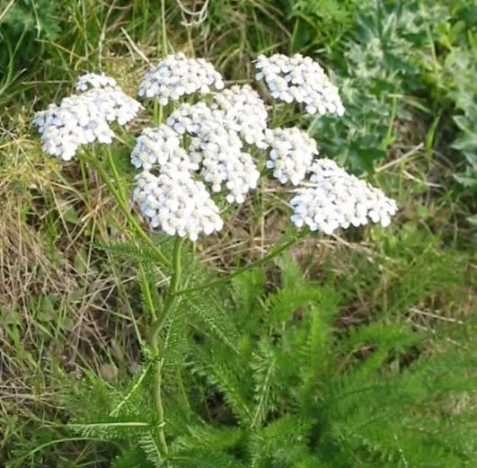 Yarrow 