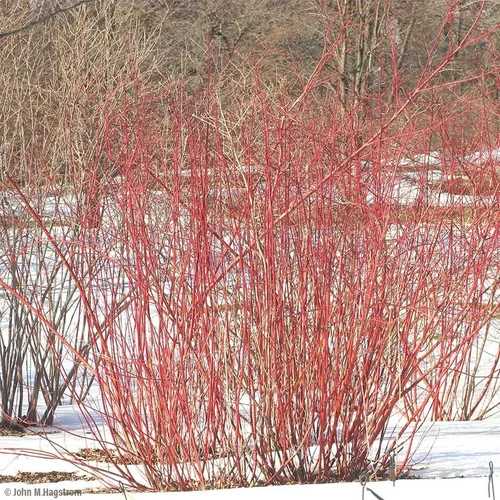 Red Osier Dogwood — KNPS