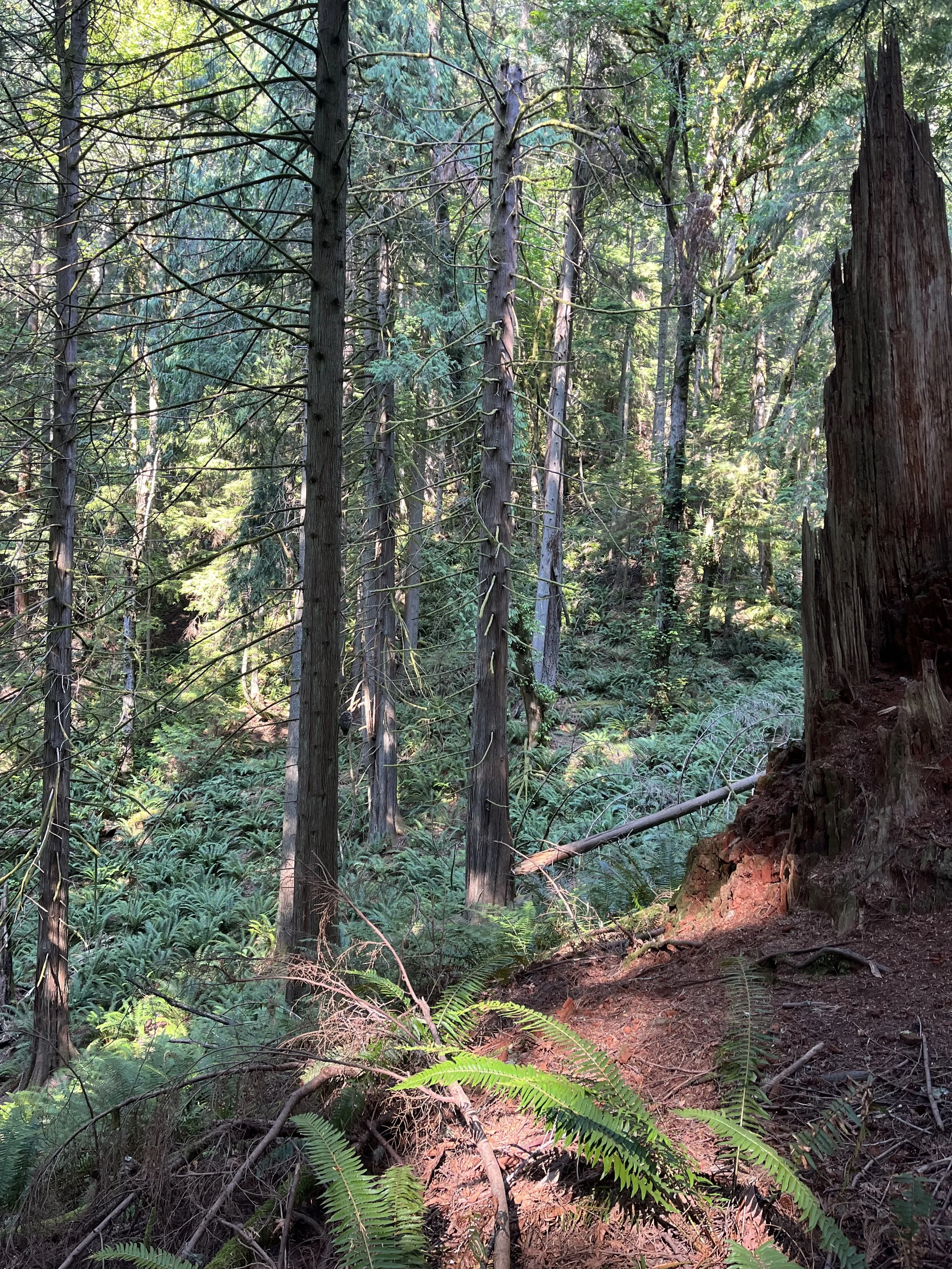 Do I need a yoga therapist?