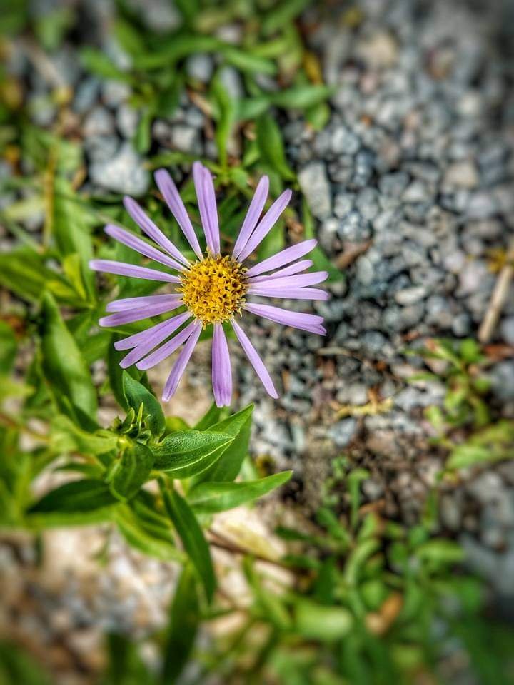 Alpine Aster.jpg