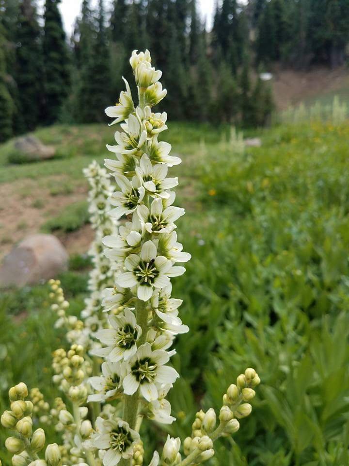 CA Corn Lilly.jpg