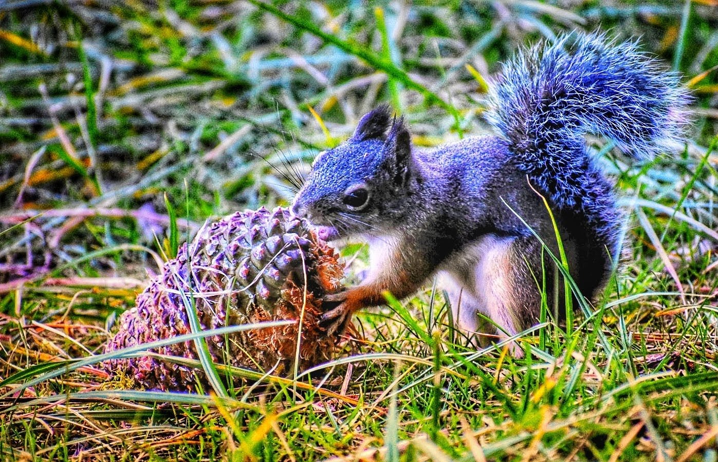 Chickoree Douglas squirrel(2).jpg
