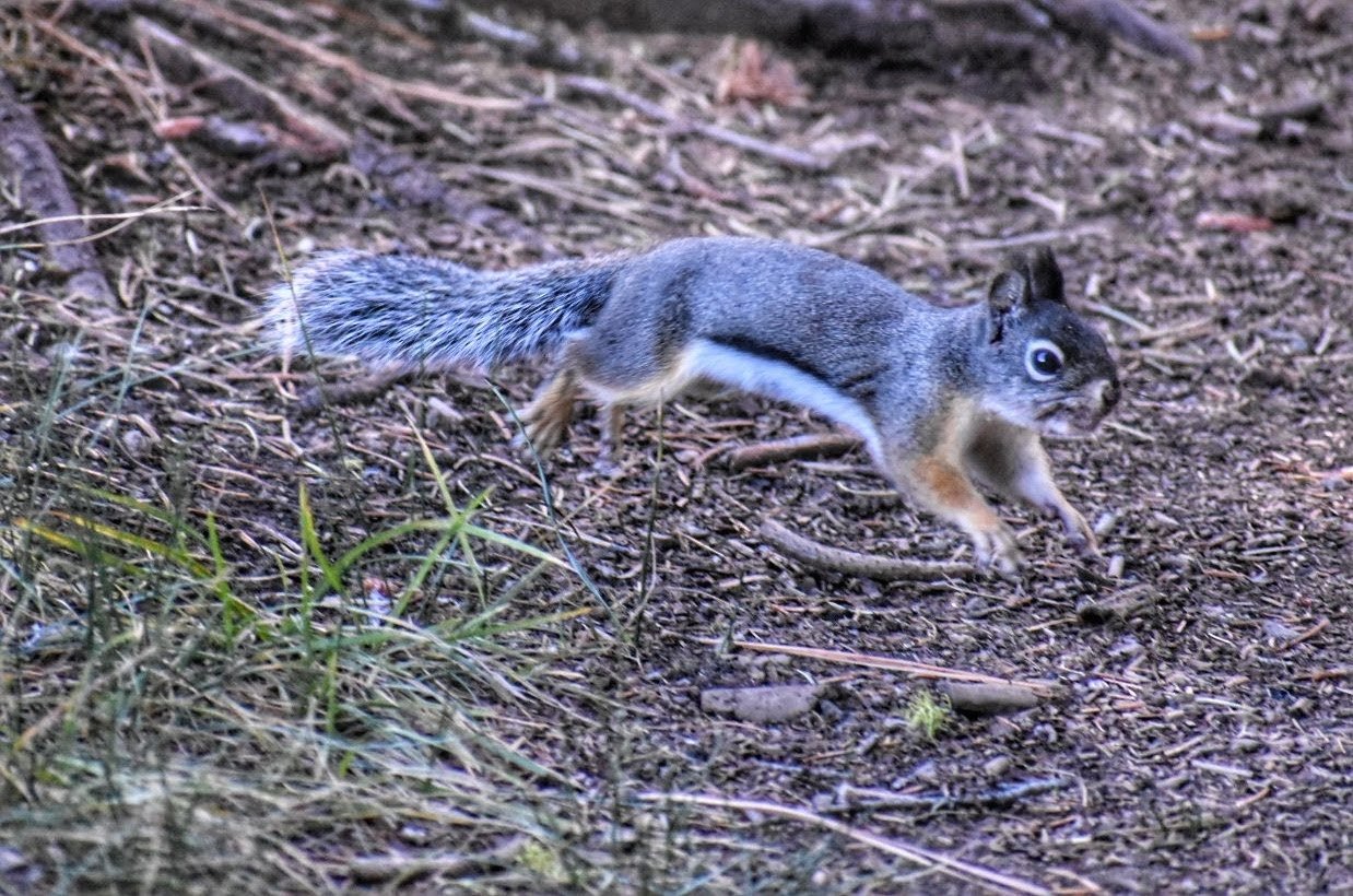Chickoree Douglas squirrel.jpg