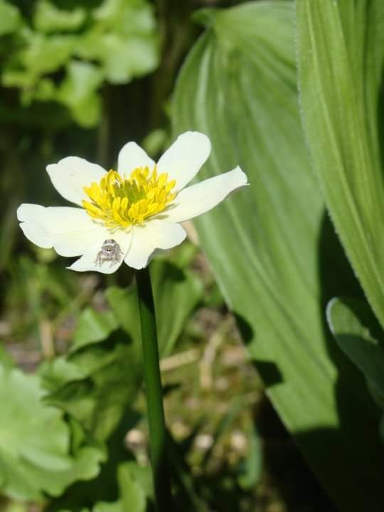 False Rock-Loving Cinquefoil.jpg